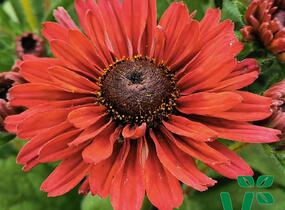 Třapatka 'Summerdaisy's Cherry' - Rudbeckia hybrida 'Summerdaisy's Cherry'