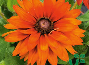 Třapatka 'Summerdaisy's Double Choco' - Rudbeckia hybrida 'Summerdaisy's Double Choco'