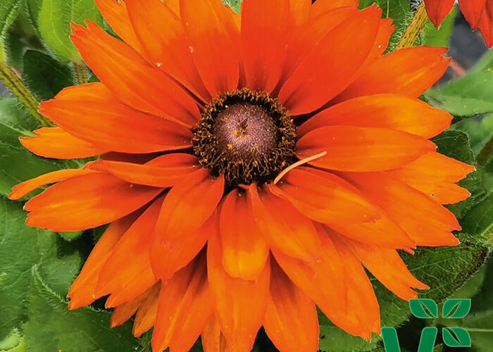 Třapatka 'Summerdaisy's Double Choco' - Rudbeckia hybrida 'Summerdaisy's Double Choco'