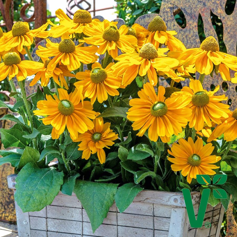 Třapatka srstnatá 'Amarilo Gold' - Rudbeckia hirta 'Amarilo Gold'