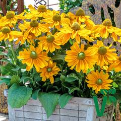 Třapatka srstnatá 'Amarilo Gold' - Rudbeckia hirta 'Amarilo Gold'