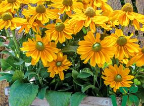 Třapatka srstnatá 'Amarilo Gold' - Rudbeckia hirta 'Amarilo Gold'