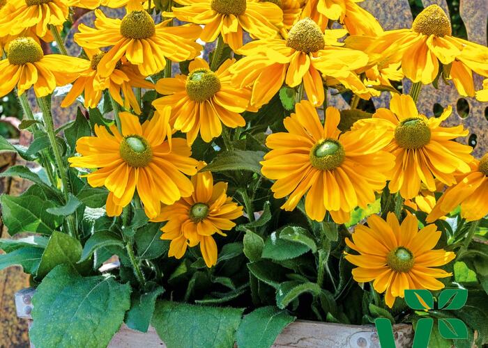 Třapatka srstnatá 'Amarilo Gold' - Rudbeckia hirta 'Amarilo Gold'