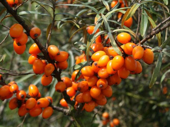 Rakytník řešetlákový - samičí 'Krasavice' - Hippophae rhamnoides 'Krasavice'