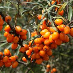 Rakytník řešetlákový - samičí 'Krasavice' - Hippophae rhamnoides 'Krasavice'