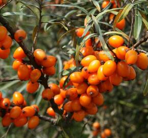 Rakytník řešetlákový - samičí 'Krasavice' - Hippophae rhamnoides 'Krasavice'