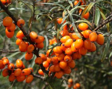 Rakytník řešetlákový samičí 'Krasavice'