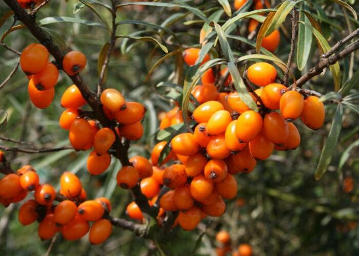 Rakytník řešetlákový - samičí 'Krasavice' - Hippophae rhamnoides 'Krasavice'