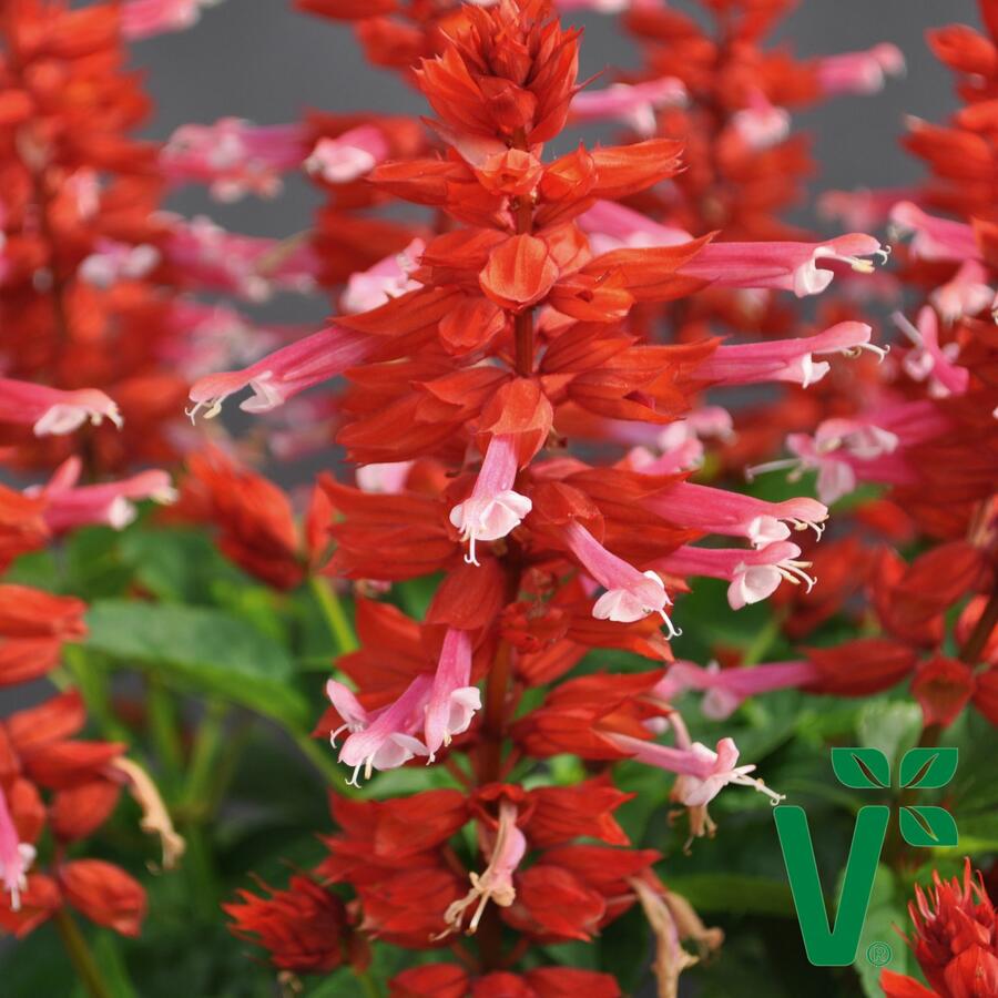 Šalvěj zářivá 'Gigantimo Pink Lipstick' - Salvia splendens 'Gigantimo Pink Lipstick'