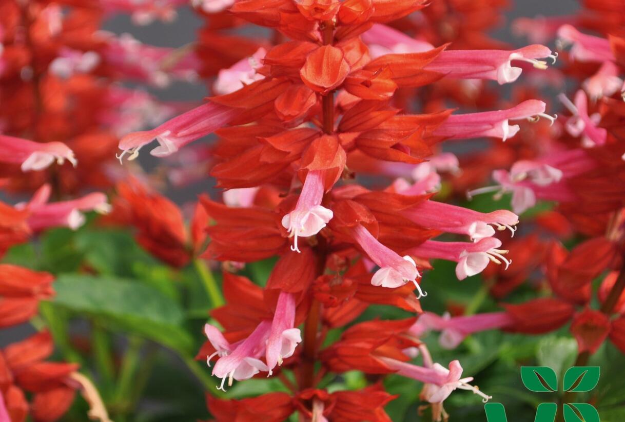 Šalvěj zářivá 'Gigantimo Pink Lipstick' - Salvia splendens 'Gigantimo Pink Lipstick'