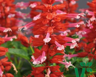 Šalvěj zářivá 'Gigantimo Pink Lipstick'