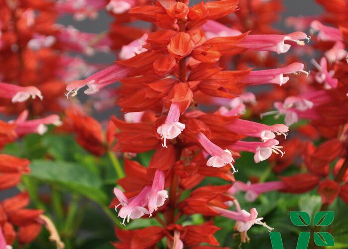 Šalvěj zářivá 'Gigantimo Pink Lipstick' - Salvia splendens 'Gigantimo Pink Lipstick'