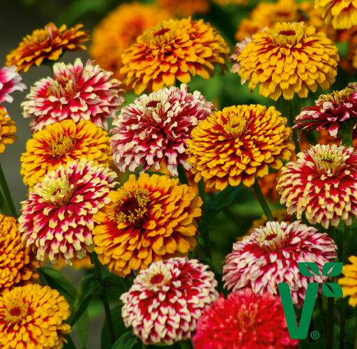 Ostálka hybrida 'Radiant Mix' - Zinnia hybrida 'Radiant Mix'