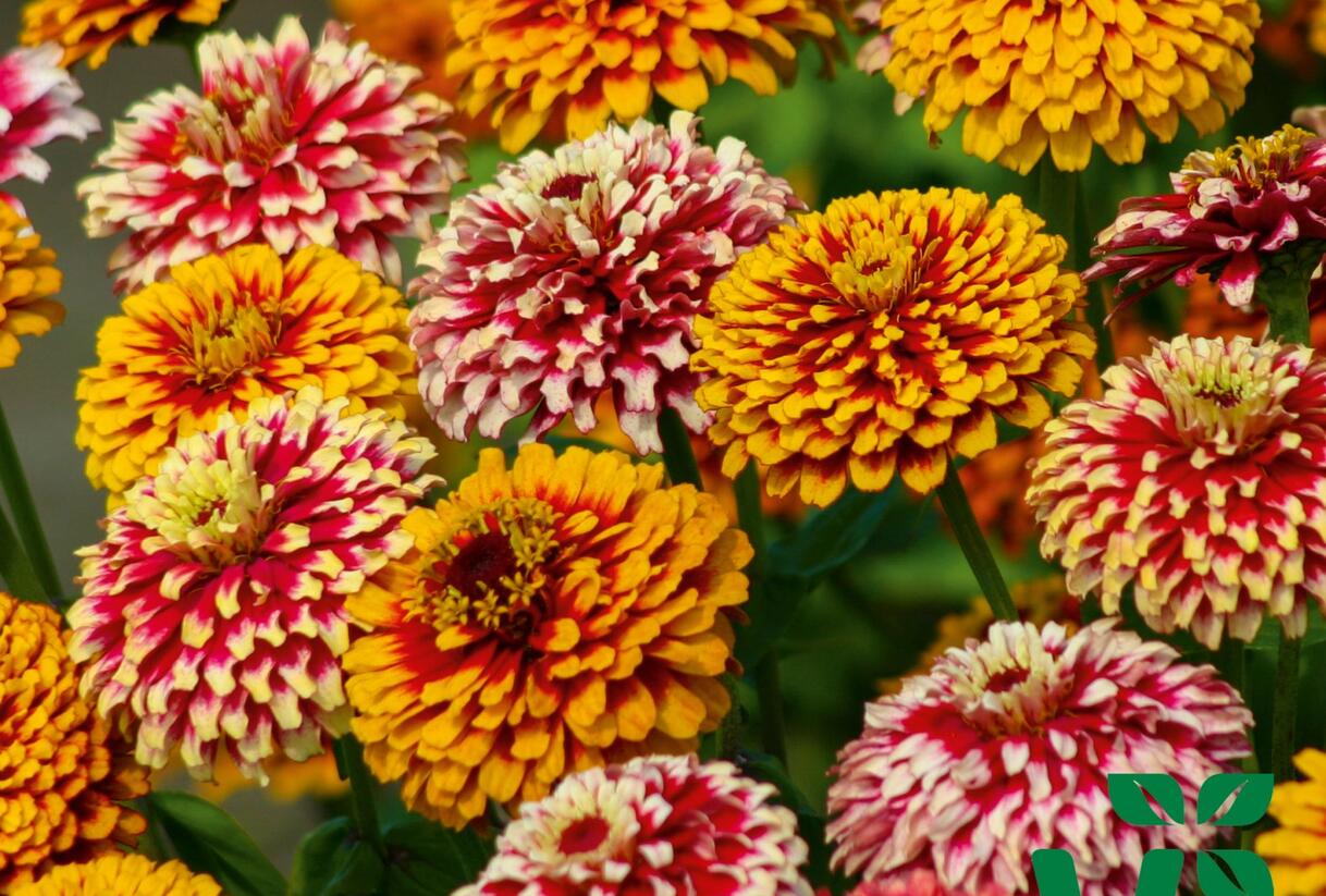 Ostálka hybrida 'Radiant Mix' - Zinnia hybrida 'Radiant Mix'