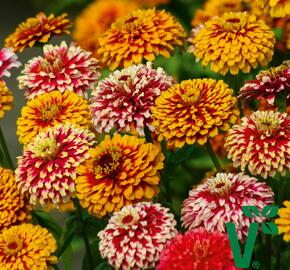 Ostálka hybrida 'Radiant Mix' - Zinnia hybrida 'Radiant Mix'