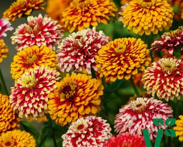 Ostálka hybrida 'Radiant Mix'