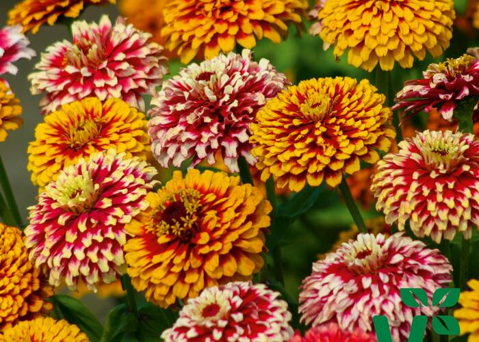 Ostálka hybrida 'Radiant Mix' - Zinnia hybrida 'Radiant Mix'
