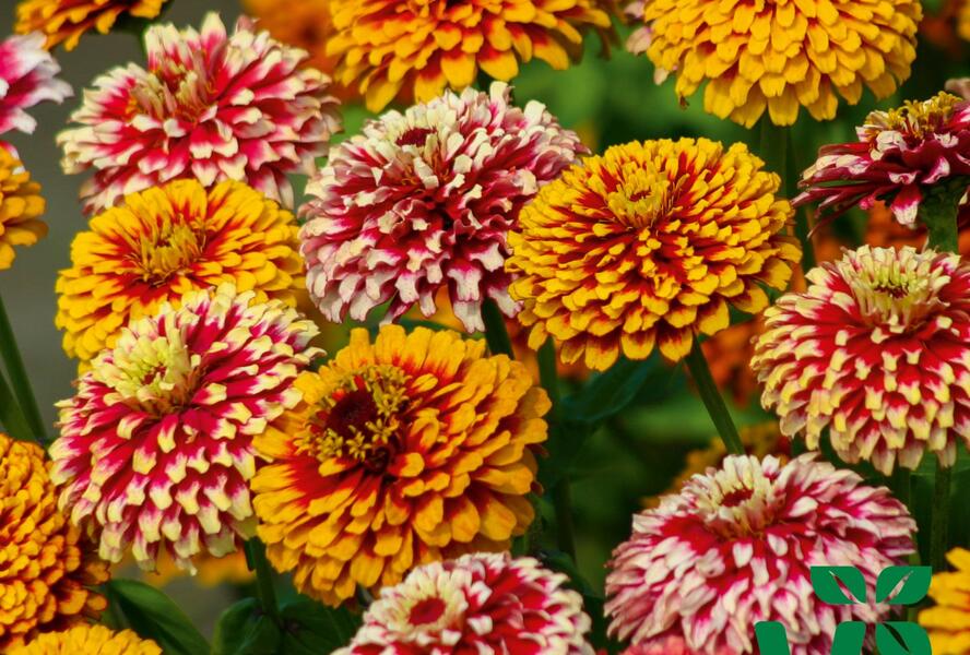 Ostálka hybrida 'Radiant Mix' - Zinnia hybrida 'Radiant Mix'