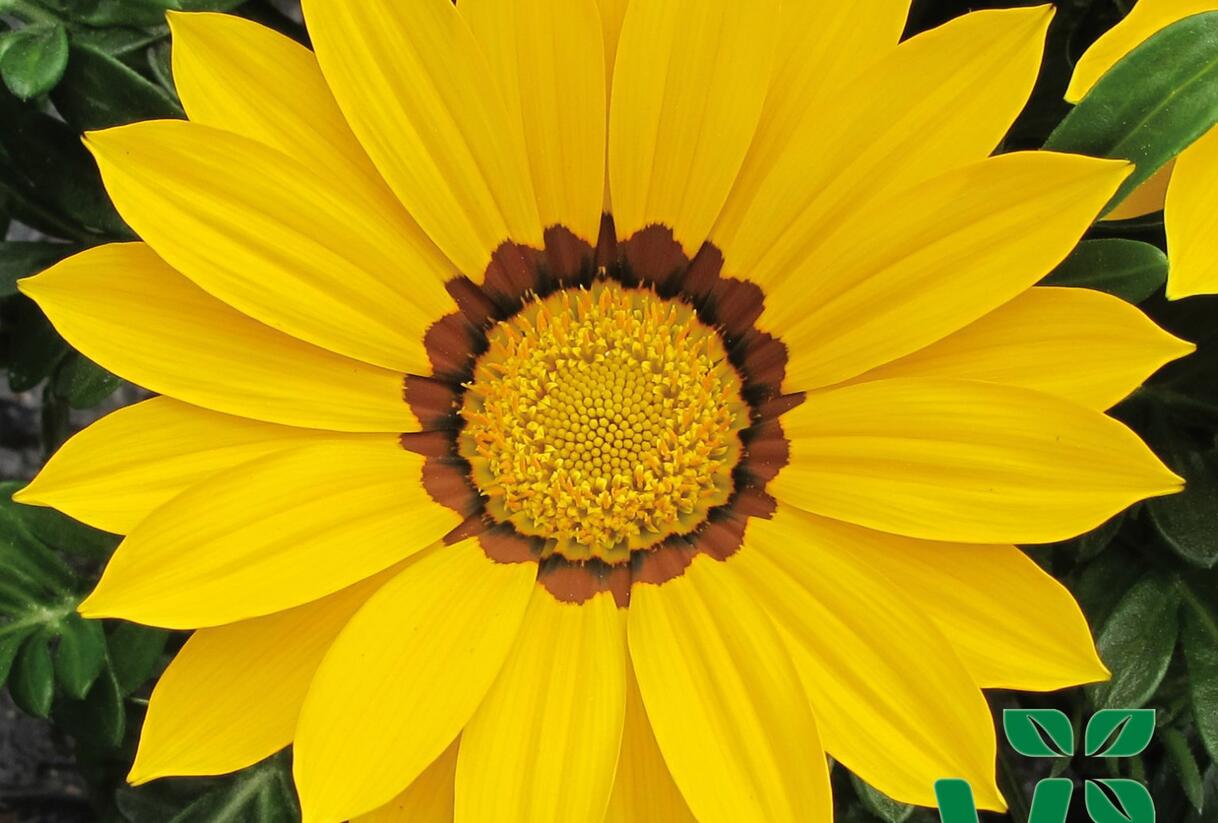 Gazánie zařivá 'Siesta Yellow' - Gazania rigens 'Siesta Yellow'