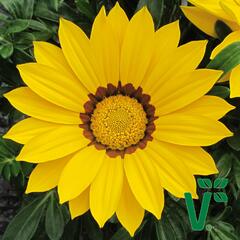 gaznie ziv Siesta Yellow - Gazania rigens Siesta Yellow