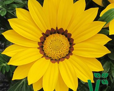 Gazánie zařivá 'Siesta Yellow'