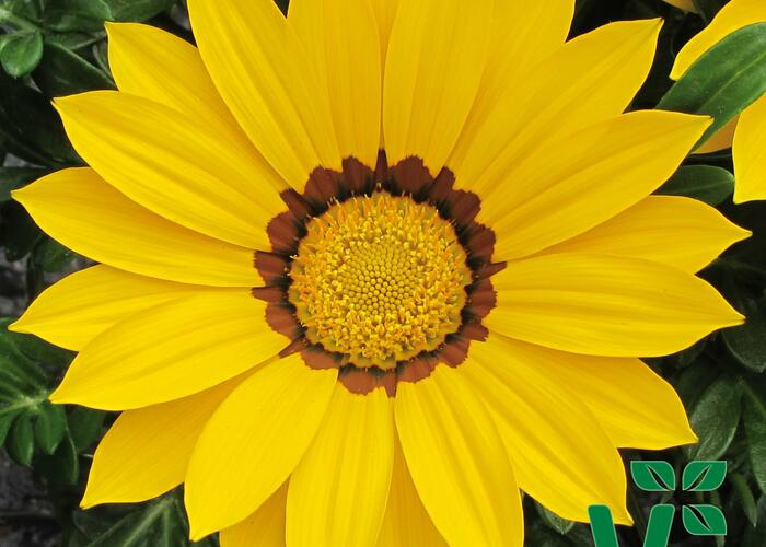 Gazánie zařivá 'Siesta Yellow' - Gazania rigens 'Siesta Yellow'