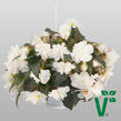 Begónie hlíznatá 'Nonstop Joy Mocca White' - Begonia tuberhybrida 'Nonstop Joy Mocca White'