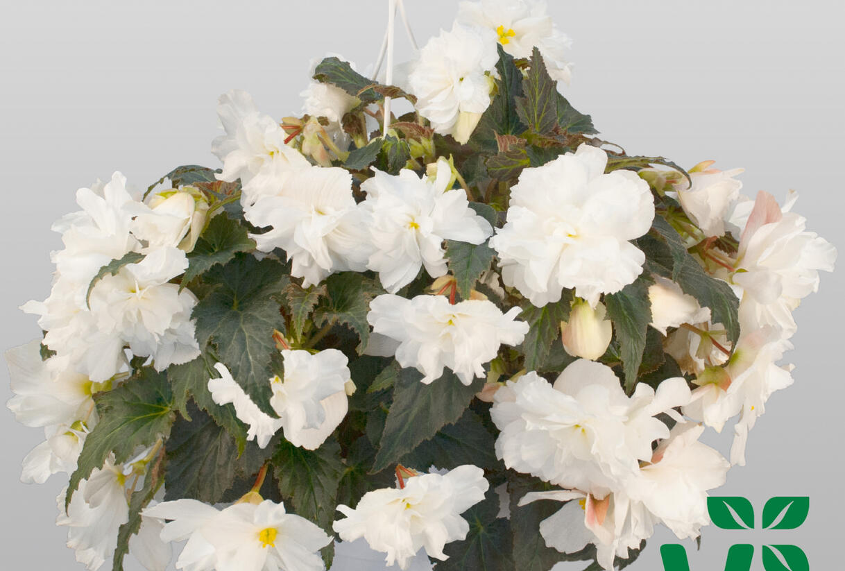 Begónie hlíznatá 'Nonstop Joy Mocca White' - Begonia tuberhybrida 'Nonstop Joy Mocca White'