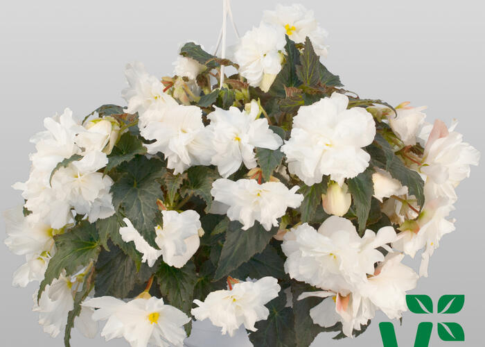 Begónie hlíznatá 'Nonstop Joy Moca White' - Begonia tuberhybrida 'Nonstop Joy Moca White'