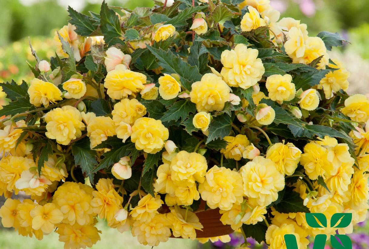 Begónie hlíznatá 'Belina Yellow' - Begonia tuberhybrida 'Belina Yellow'