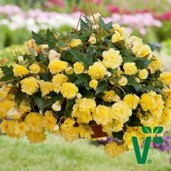 Begónie hlíznatá 'Belina Yellow' - Begonia tuberhybrida 'Belina Yellow'