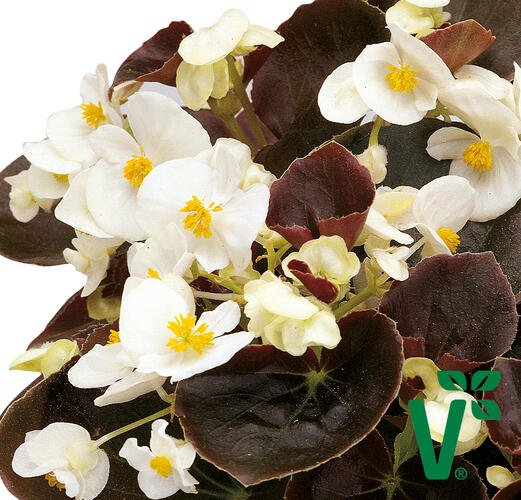 Begónie stálokvětá, ledovka, voskovka 'Marsala White' - Begonia semperflorens 'Marsala White'