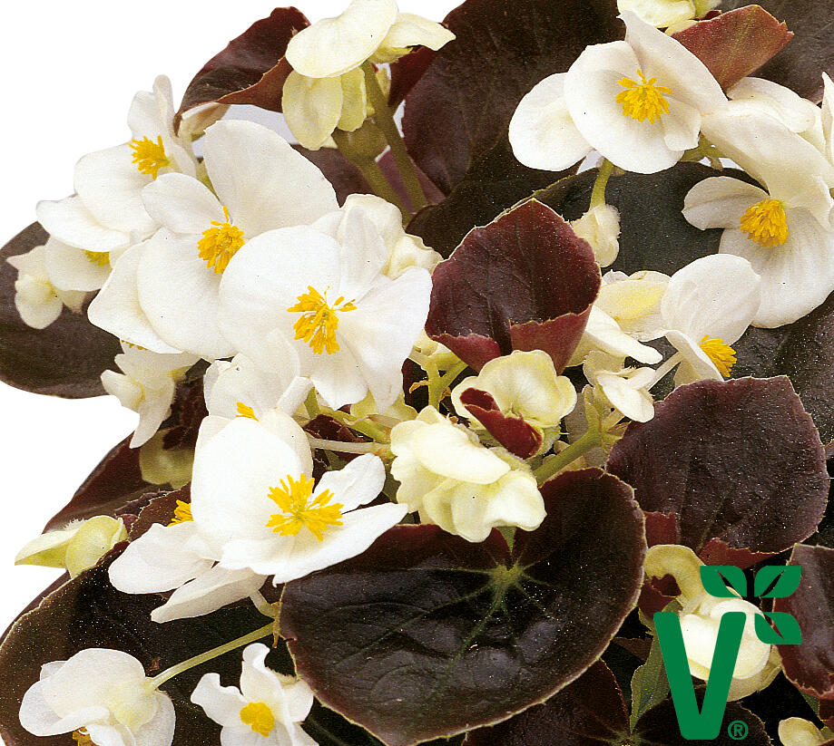 Begónie stálokvětá, ledovka, voskovka 'Marsala White' - Begonia semperflorens 'Marsala White'