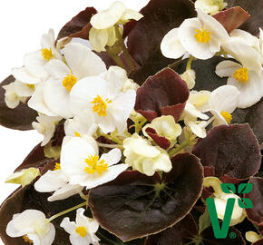 Begónie stálokvětá, ledovka, voskovka 'Marsala White' - Begonia semperflorens 'Marsala White'
