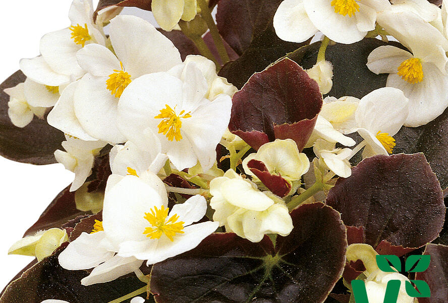 Begónie stálokvětá, ledovka, voskovka 'Marsala White' - Begonia semperflorens 'Marsala White'
