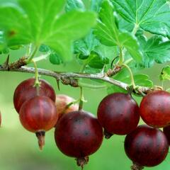 Angrešt červený 'Karát' - Grossularia uva-crispa 'Karát'