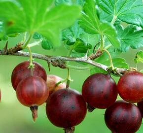 Angrešt červený 'Karát' - Grossularia uva crispa 'Karát'