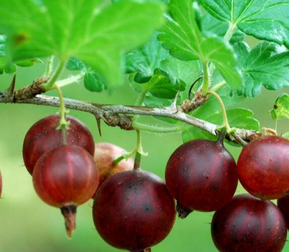 Angrešt červený 'Karát' - Grossularia uva crispa 'Karát'