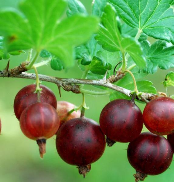 Angrešt červený 'Karát' - Grossularia uva-crispa 'Karát'