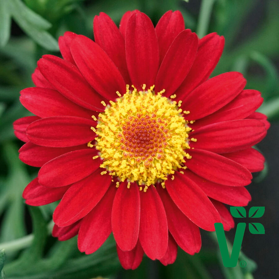 Kopretina pařížská 'Aramis Wine Red' - Argyranthemum frutescens 'Aramis Wine Red'