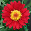 Kopretina pařížská 'Aramis Wine Red' - Argyranthemum frutescens 'Aramis Wine Red'