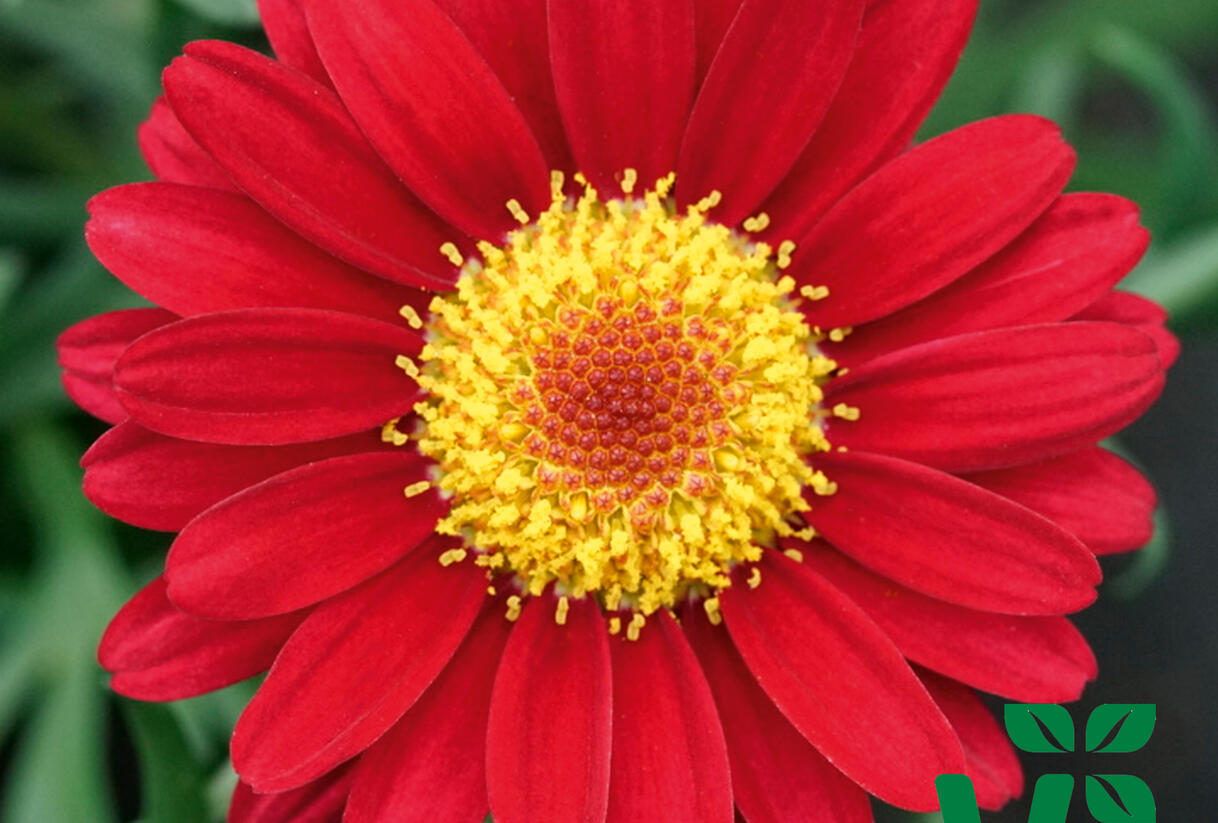 Kopretina pařížská 'Aramis Wine Red' - Argyranthemum frutescens 'Aramis Wine Red'