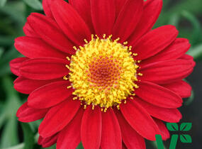 Kopretina pařížská 'Aramis Wine Red' - Argyranthemum frutescens 'Aramis Wine Red'