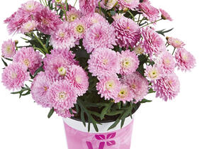 Kopretina pařížská 'Aramis Double Pink' - Argyranthemum frutescens 'Aramis Double Pink'