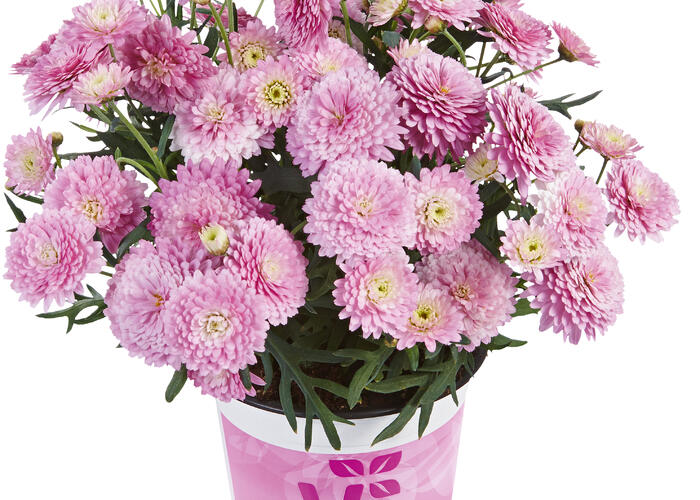 Kopretina pařížská 'Aramis Double Pink' - Argyranthemum frutescens 'Aramis Double Pink'