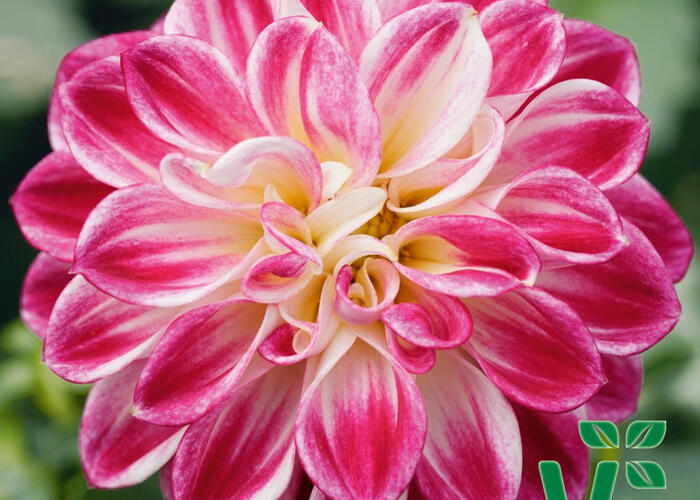 Jiřina 'Lubega Purple White' - Dahlia 'Lubega Purple White'