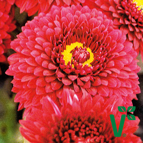 Listopadka indická 'Smokey Purple' - Dendranthema indicum 'Smokey Purple'