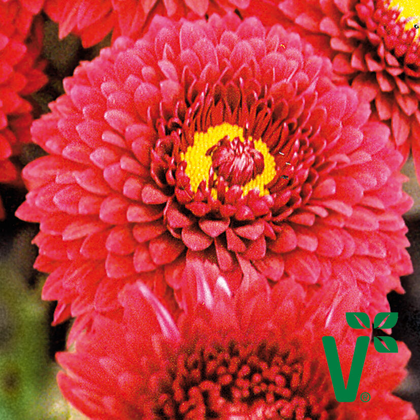 Listopadka indická 'Smokey Purple' - Dendranthema indicum 'Smokey Purple'