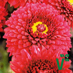 Listopadka indická 'Smokey Purple' - Dendranthema indicum 'Smokey Purple'