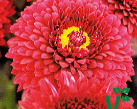 Listopadka indická 'Smokey Purple'